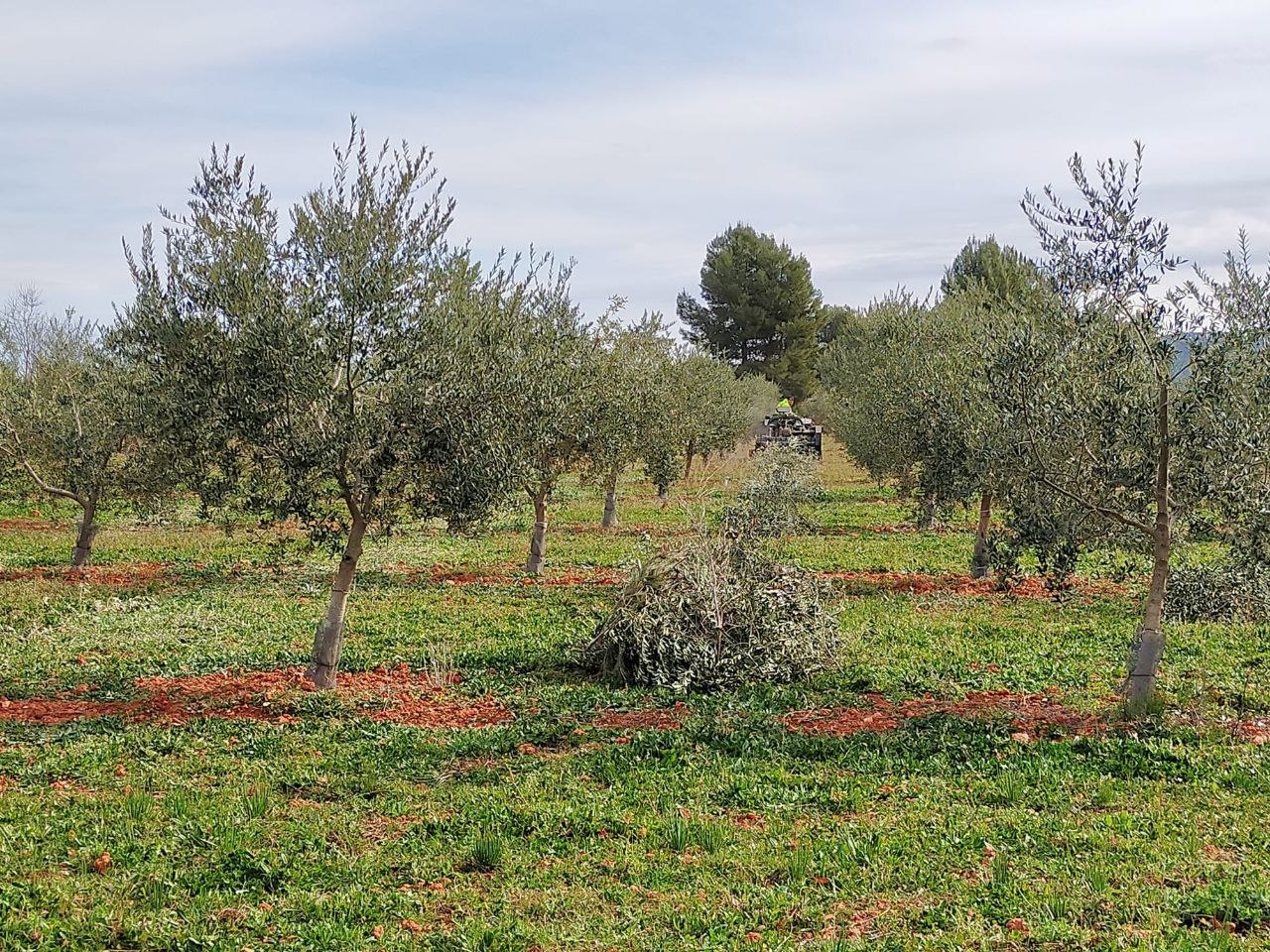 Poda y cuidado de los olivos en Vallada
